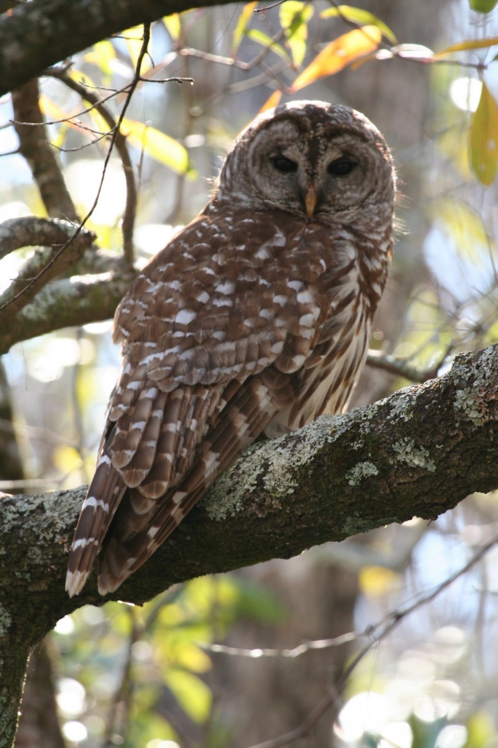 Broedvogelmonitoring (BMP)